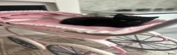 Maine Coon cats for sale: Mainecoon Kittens  - Advert 11