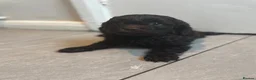 Cavapoo dogs for sale: 4 chocolate Cavapoo puppies - Advert 7