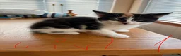 Mixed Breed cats for sale: Beautiful kittens for sale !! in Girvan - Advert 15