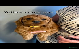 Cockapoo dogs for sale: Red F1 toy cockapoo puppies - Image 11