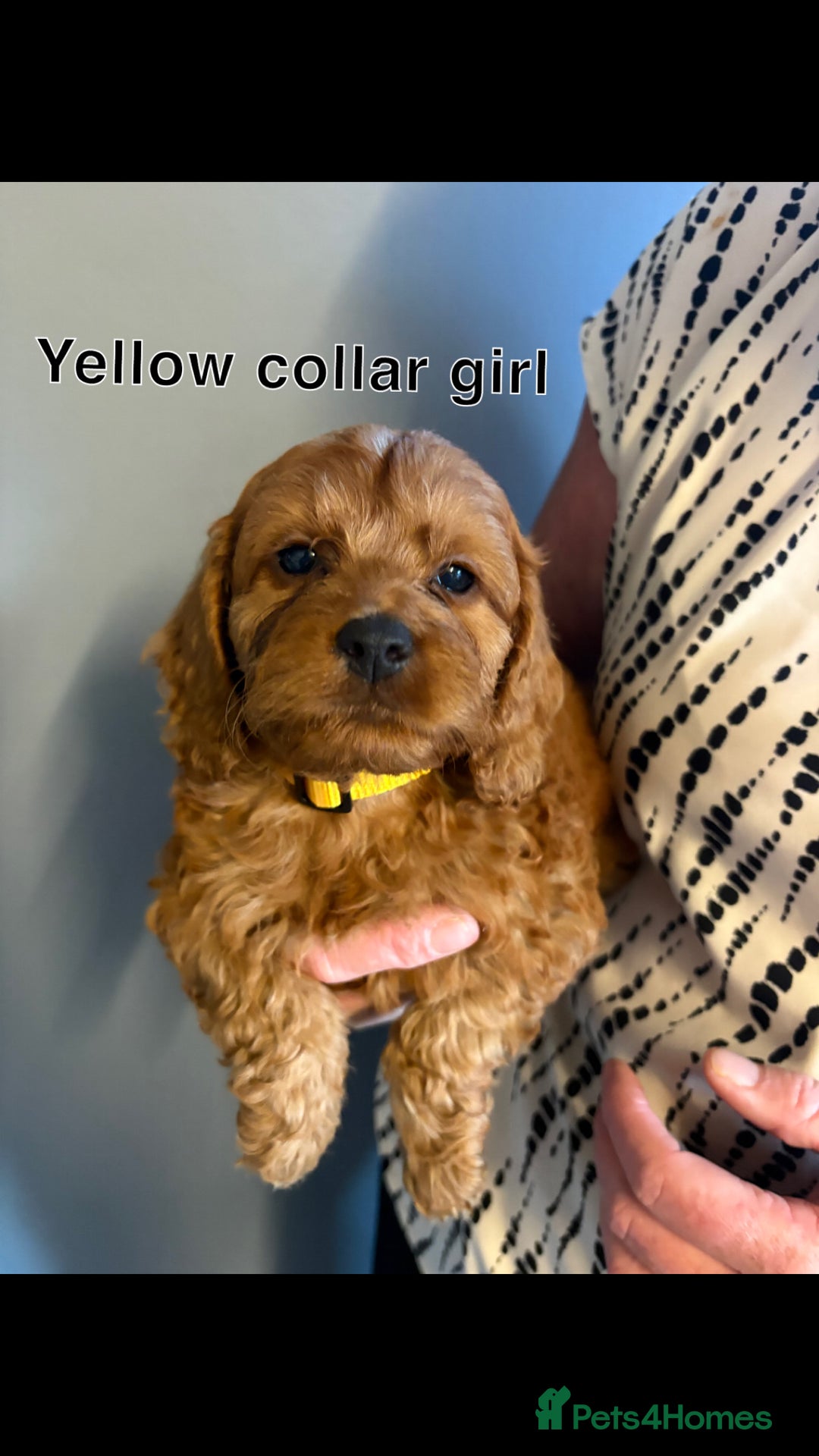 Cockapoo dogs for sale: Red F1 toy cockapoo puppies - Image 11
