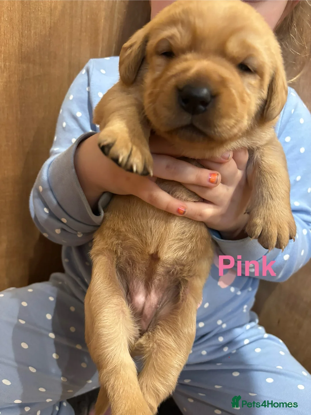 Labrador Retriever dogs for sale: Beautiful Labrador Puppies - Advert 22