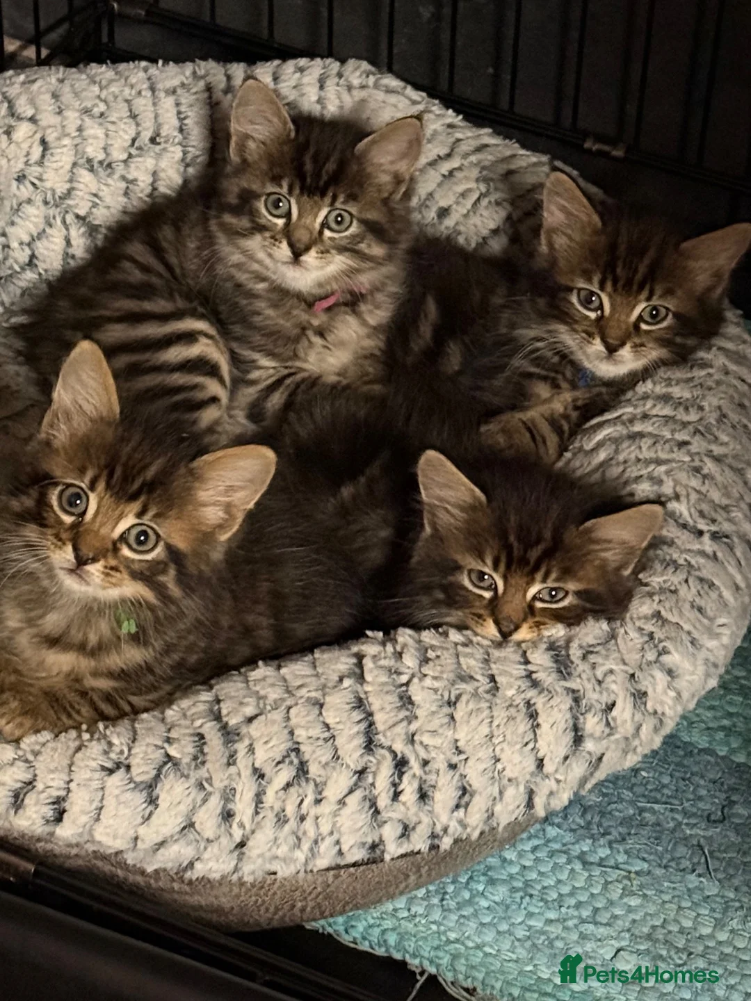 Mixed Breed cats for sale: Male kitten, suspected Maine coon cross - Advert 2