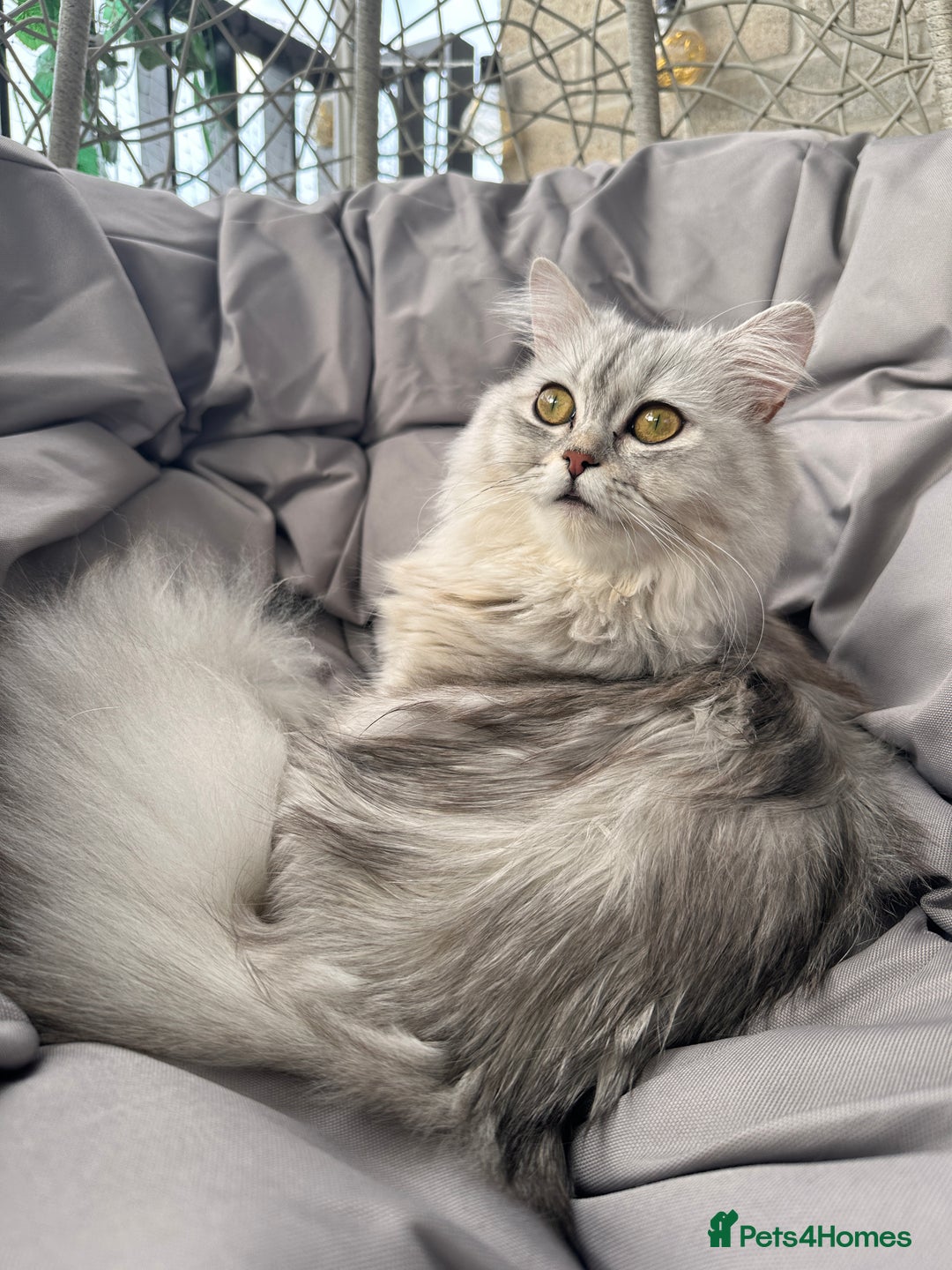 Scottish Fold cats for sale: Scottish Fold & British Longhair Cats for Rehome - Image 8