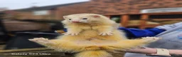 Ferret rodents for sale: Entire hob - Advert 1