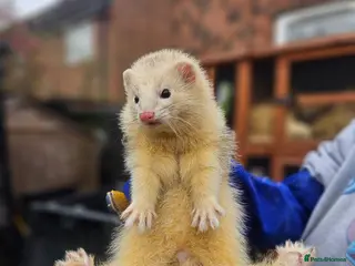 Ferret rodents Entire hob - Advert 2