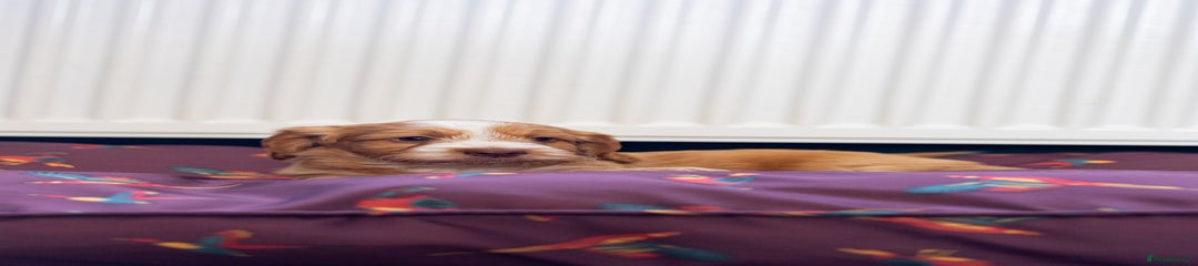 Cockapoo Puppy 3