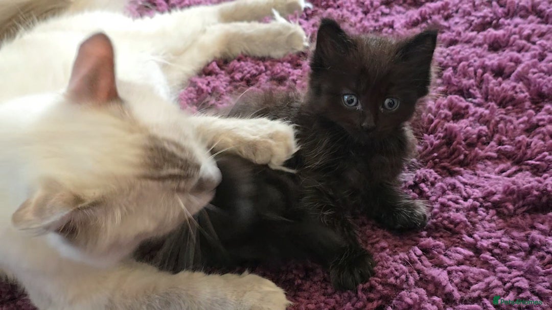 Maine Coon cats for sale: Stunning Maine Coon X  - Image 11