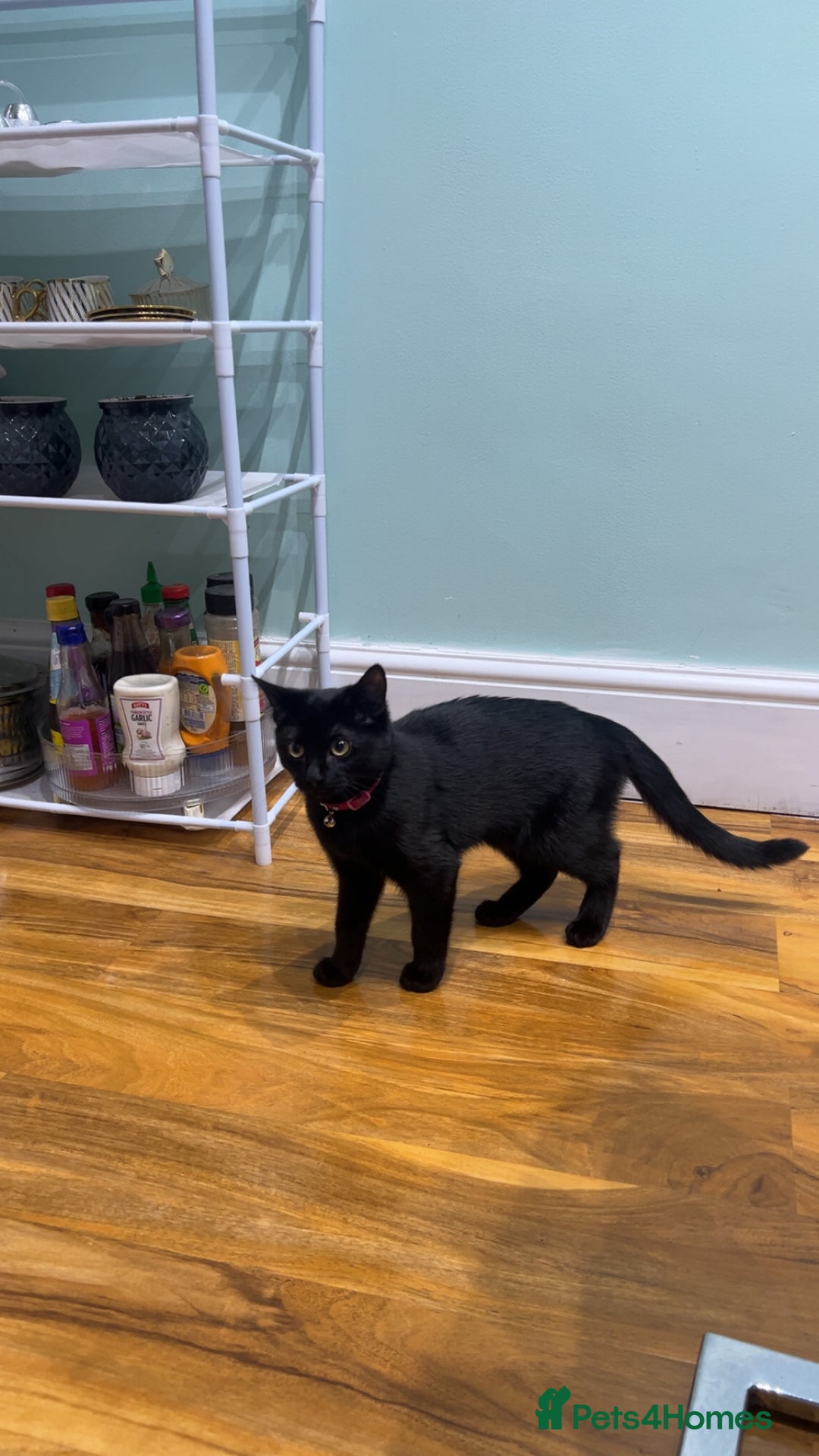 Bombay cats for sale: Cute black bombay cat- ready to leave asap - Advert 5