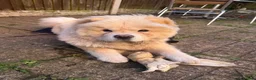 Chow Chow dogs for sale: Barnaby the chow chow - Advert 3