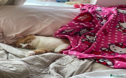 American Wirehair cats for sale: Male 3 years friendly  - Image 7