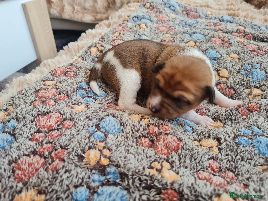 Basenji dogs for sale: ✨ Purebred Basenji Puppies all reserved now!✨ - Advert 7