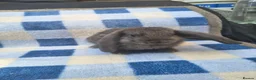 French Lop rabbits for sale: French lop babies available to reserve  - Advert 4