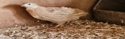 Quail poultry for sale: Coturnix quail celadon chicks and hatching eggs - Advert 2