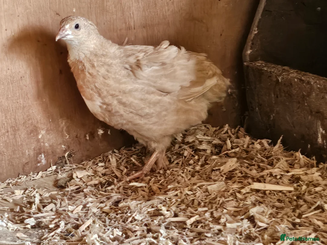 Quail poultry for sale: Coturnix quail celadon chicks and hatching eggs - Advert 2