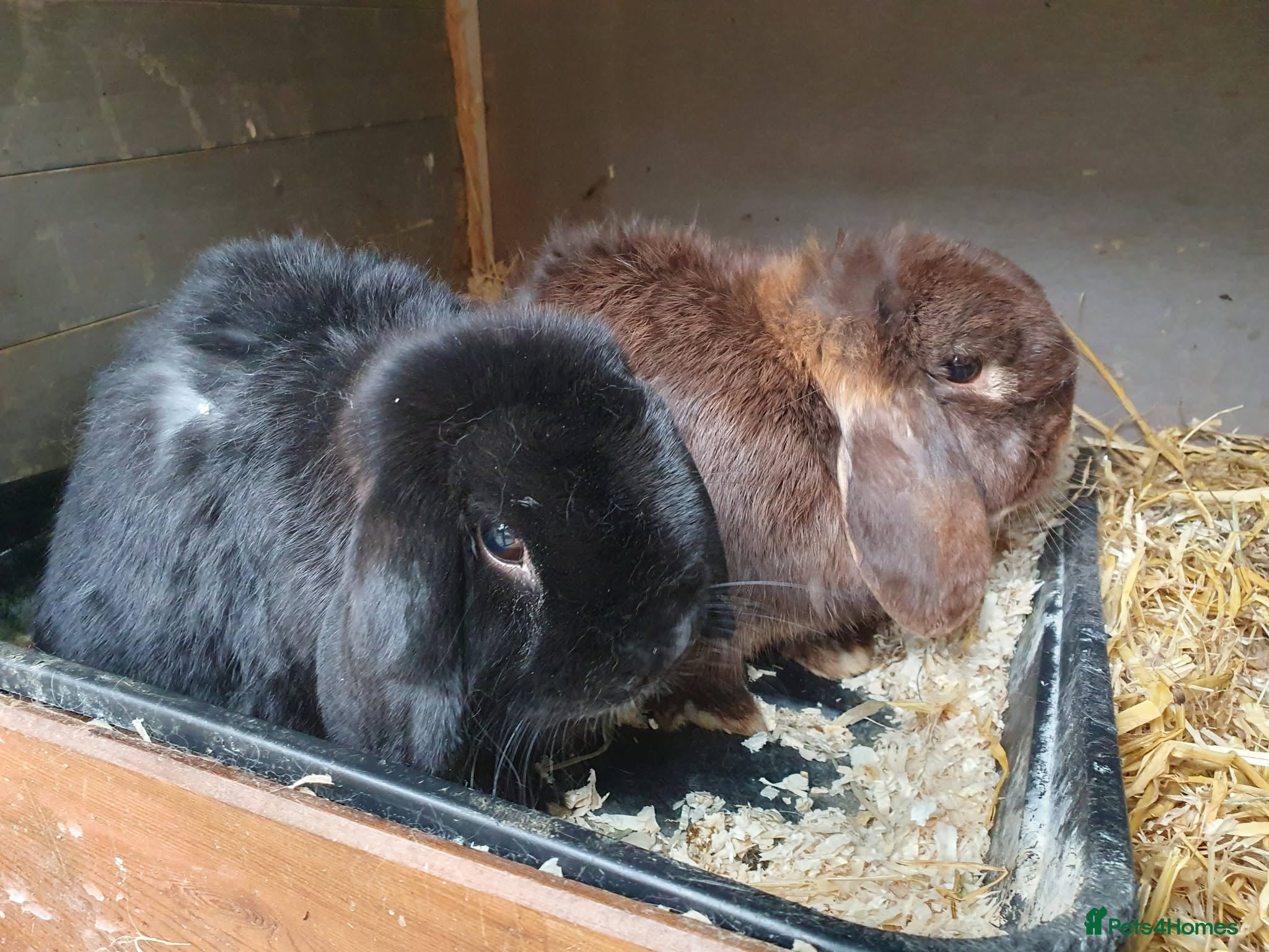 Mini Lop rabbits Spayed/neutered rabbits for adoption Vac rhd2 - Advert 2