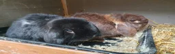 Mini Lop rabbits for sale: Spayed/neutered rabbits for adoption Vac rhd2 - Advert 1