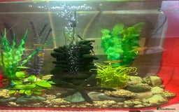 Tetras fish for sale: Tetra fish  - Image 2