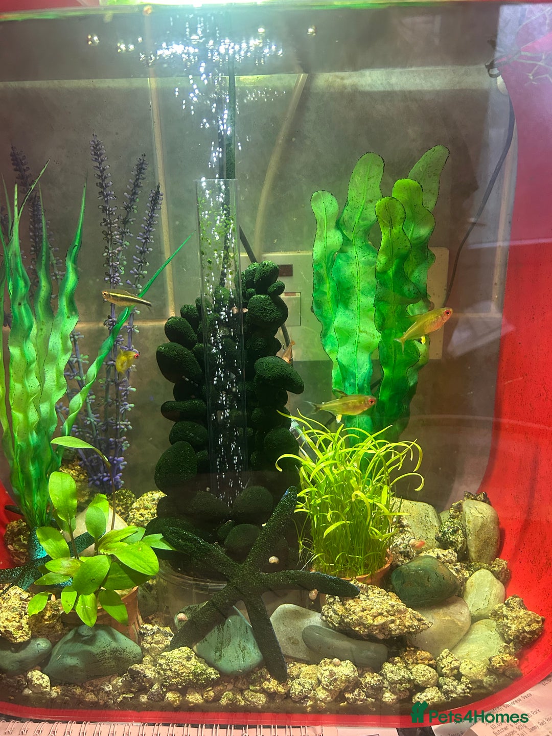 Tetras fish for sale: Tetra fish  - Image 2
