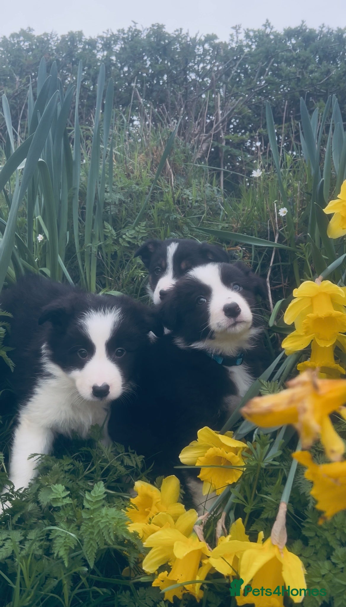 Border Collie dogs ELITE PRESTIGIOUS ISDS BORDER COLLIE PUPPIES - Advert 1