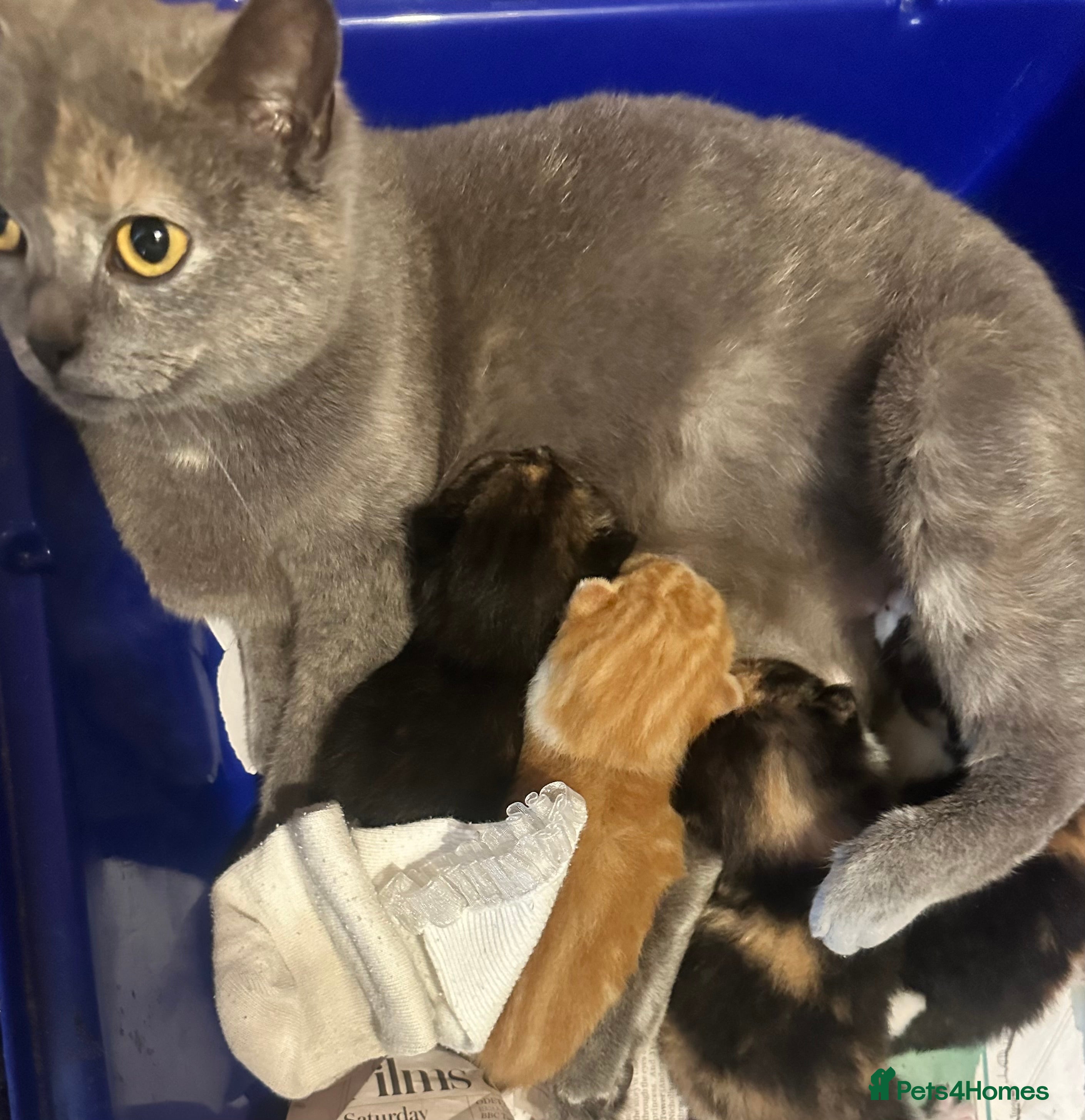 Mixed Breed cats British shorthair cross kittens - Advert 1