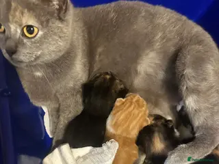 Mixed Breed cats British shorthair cross kittens - Advert 1