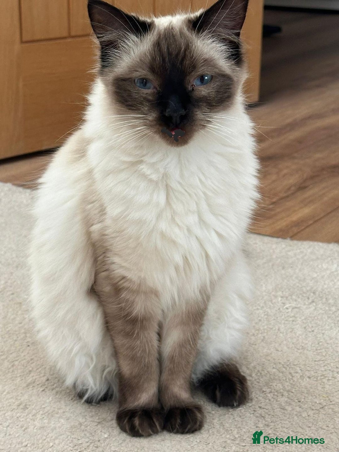 Ragdoll cats for sale: Ragdoll kittens - Advert 3