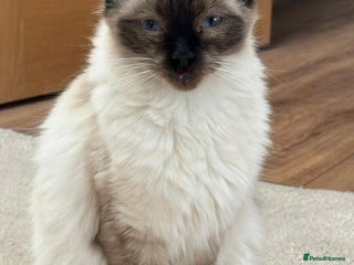 Ragdoll cats Ragdoll kittens - Advert 1