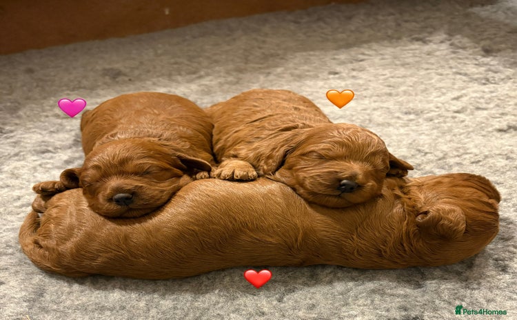 Cavapoo dogs - Advert 28