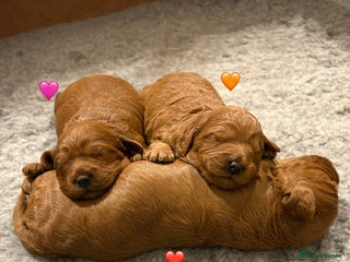 Cavapoo dogs - Advert 34