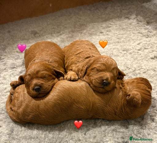 Cavapoo dogs - Advert 2