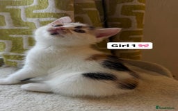 Mixed Breed cats for sale: 2 boys & 2 girls beautiful kittens - Image 6