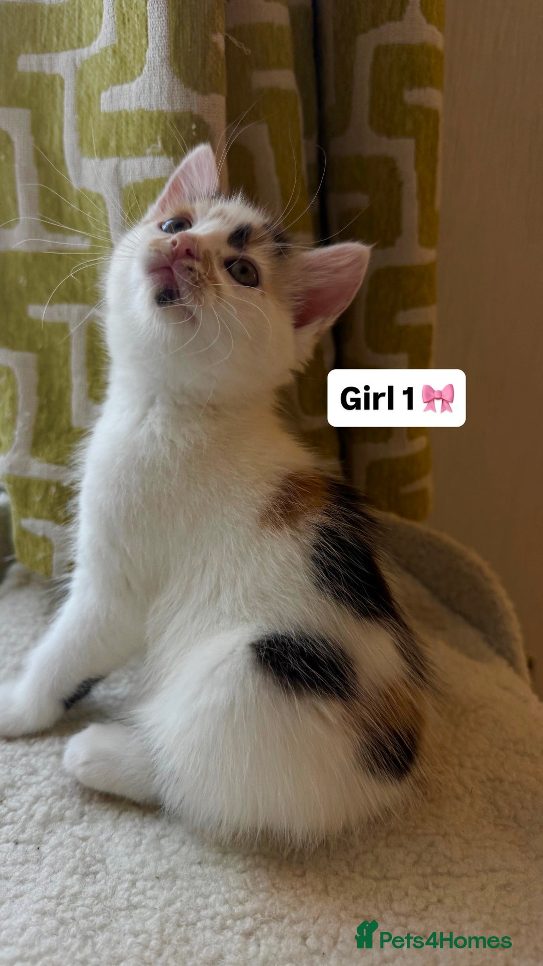 Mixed Breed cats for sale: 2 boys & 2 girls beautiful kittens - Image 6
