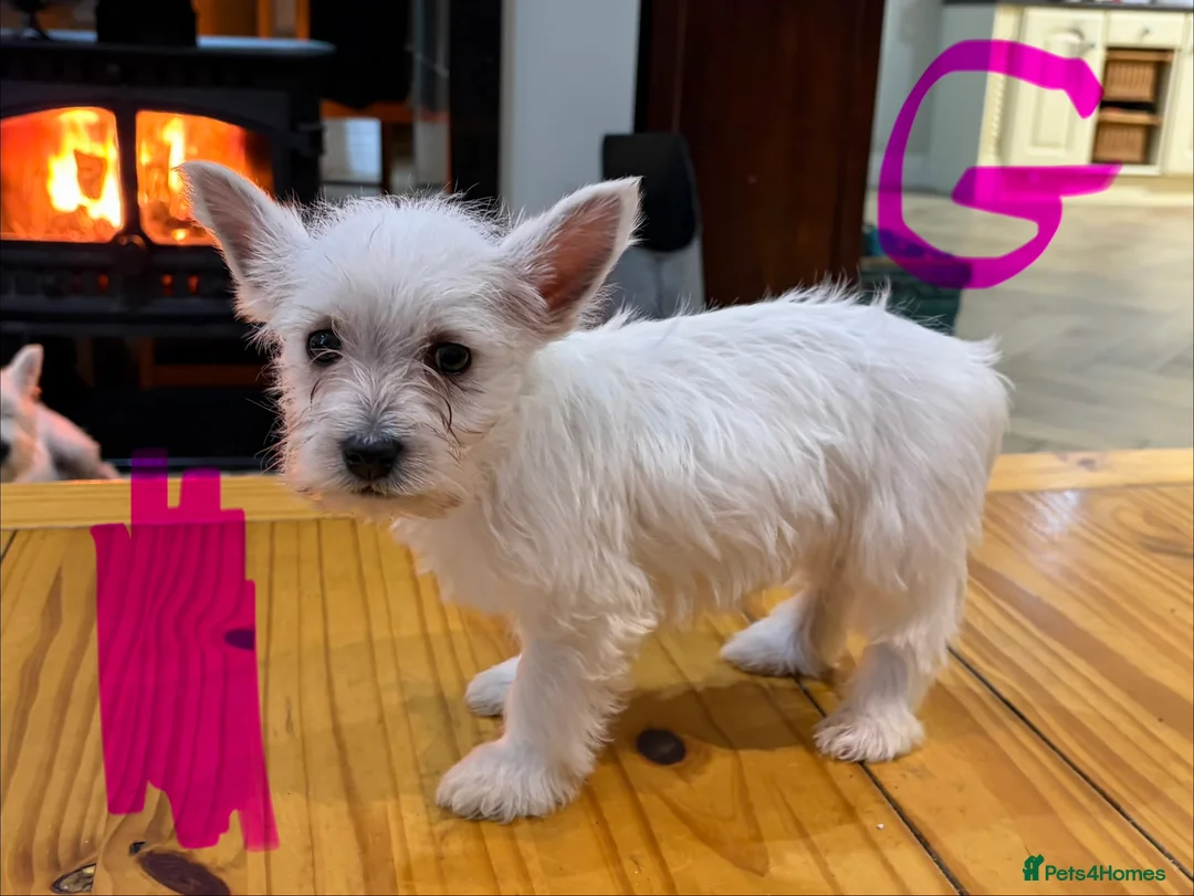 West Highland Terrier dogs for sale: West Highland Terrier puppies.  - Advert 15