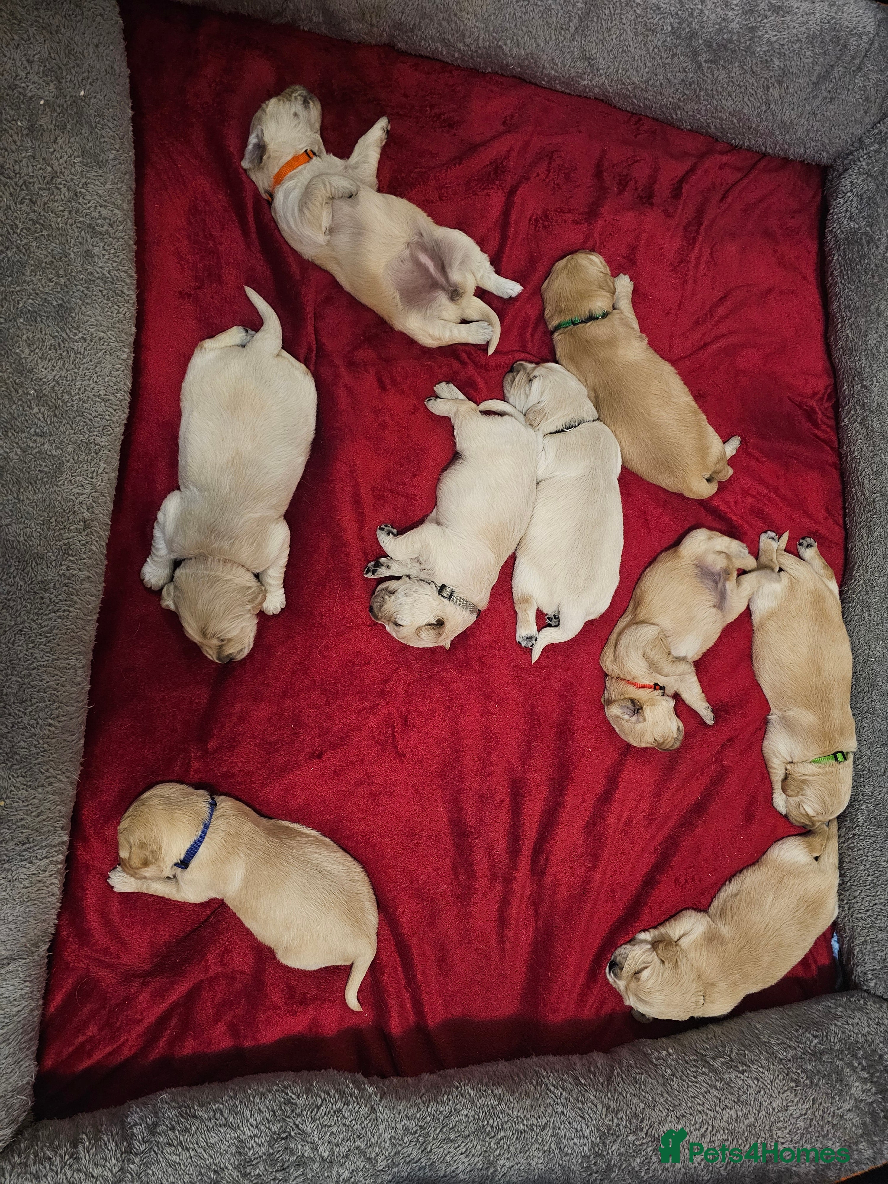 Golden Retriever dogs Lovely Golden retriever puppy ❤️ - Advert 5