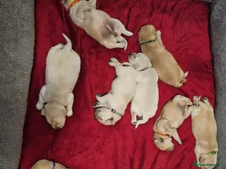 Golden Retriever dogs Lovely Golden retriever puppy ❤️ - Advert 5