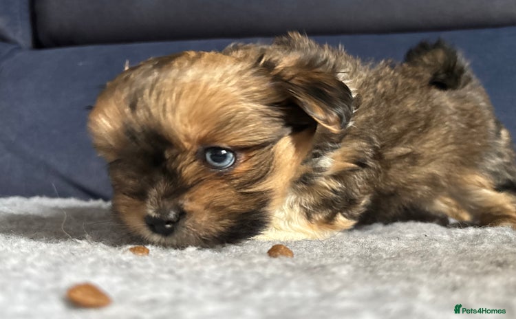 Lhasa Apso dogs Lhasa Apso Pups-Tiny Tails, Big Hearts! READY NOW! - Advert 7