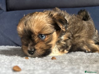Lhasa Apso dogs Lhasa Apso Pups-Tiny Tails, Big Hearts! READY NOW! - Advert 3