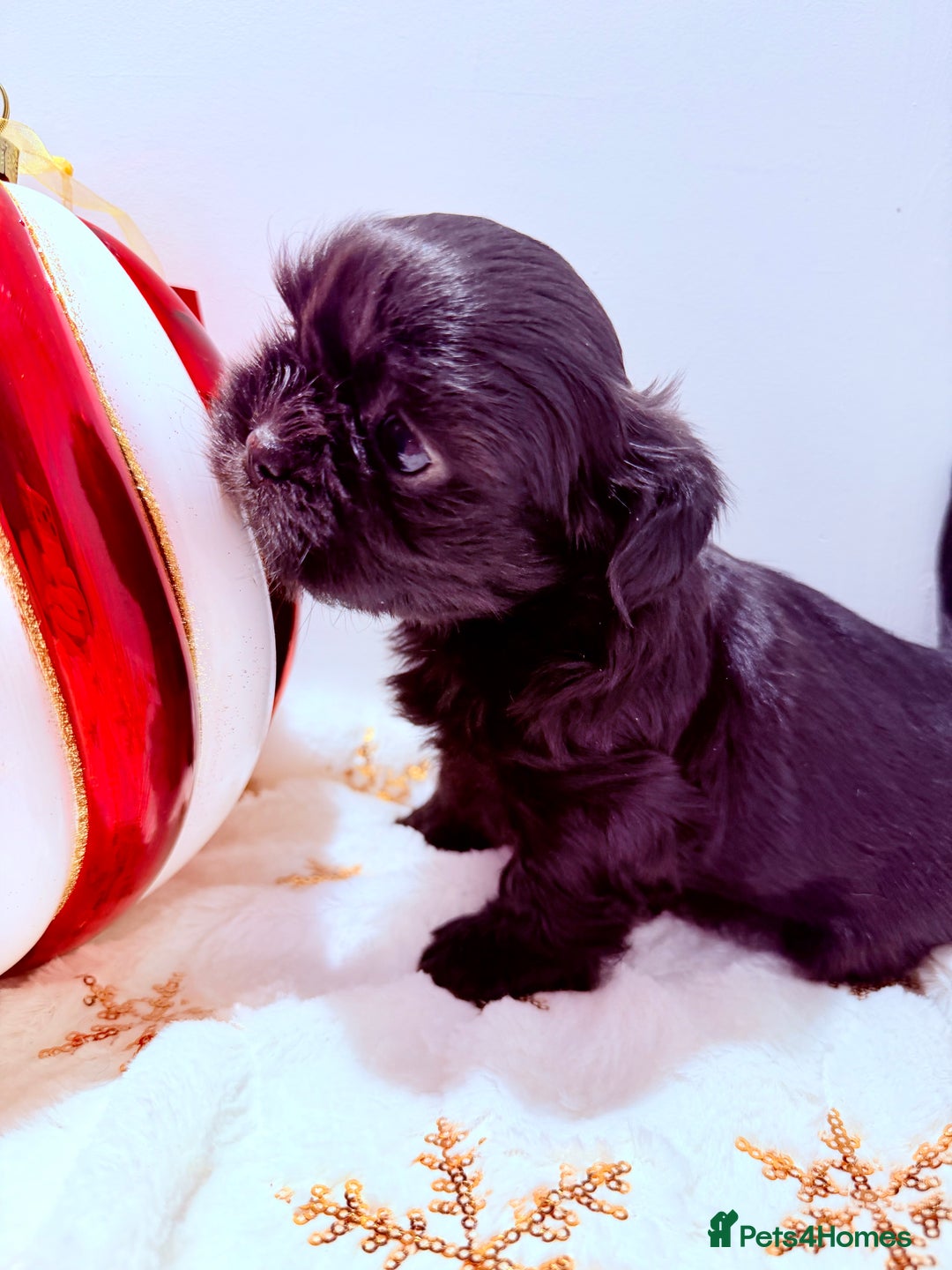 Shih Tzu dogs for sale: 3x Beautiful Pedigree Imperial Shih Tzu Girls - Advert 26