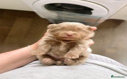 Pomeranian dogs for sale: ✨NEW LOWERED PRICE✨ Pomeranian puppies 🐶  - Image 15