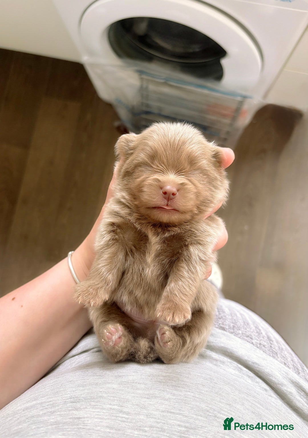 Pomeranian dogs for sale: ✨NEW LOWERED PRICE✨ Pomeranian puppies 🐶  - Image 15