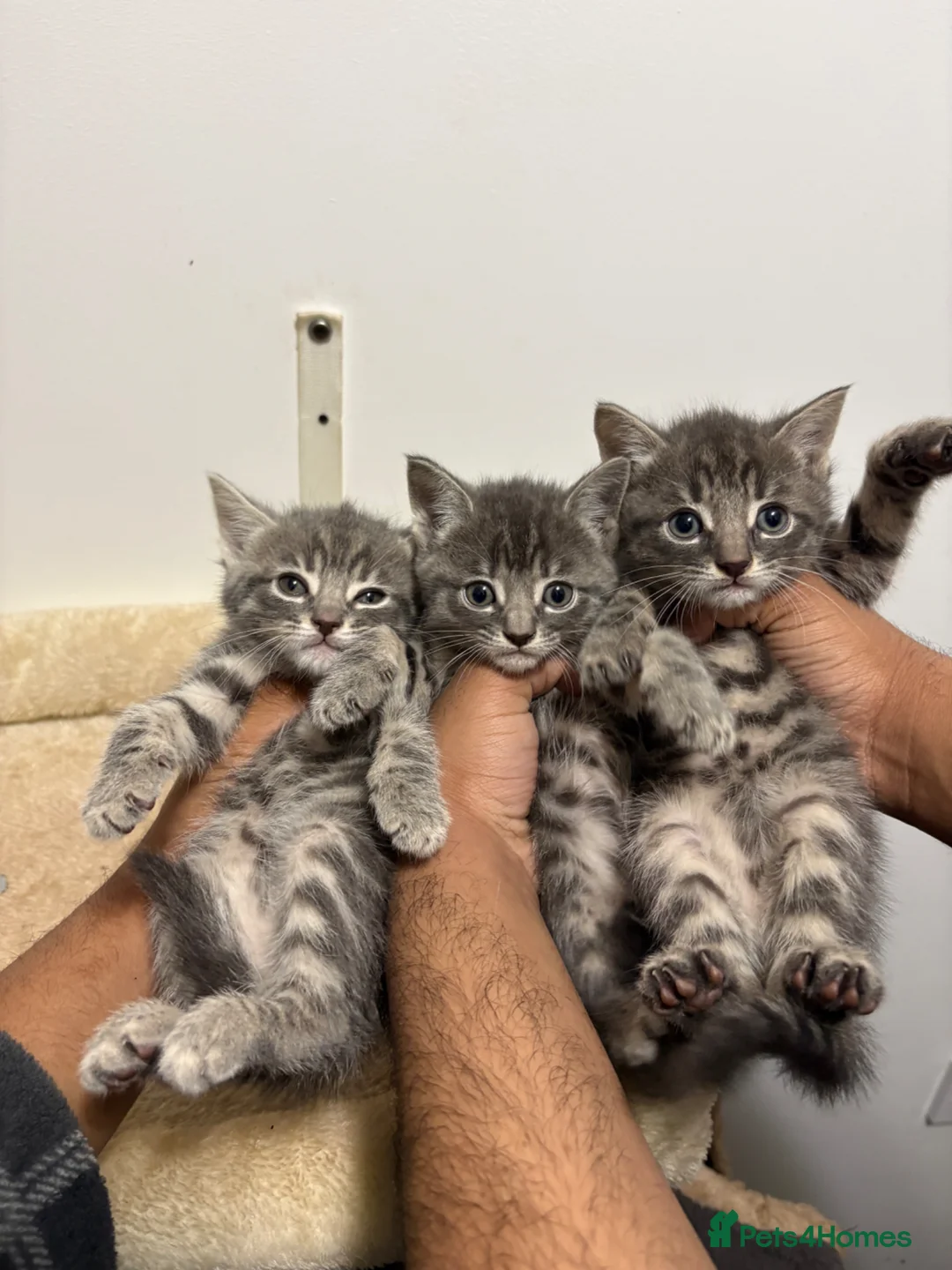 Mixed Breed cats for sale: 4 female Tabby x Russian blue kittens - ready now - Advert 1
