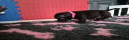 Staffordshire Bull Terrier dogs for sale: Staffordshire bull terrier pups in Leeds - Advert 10