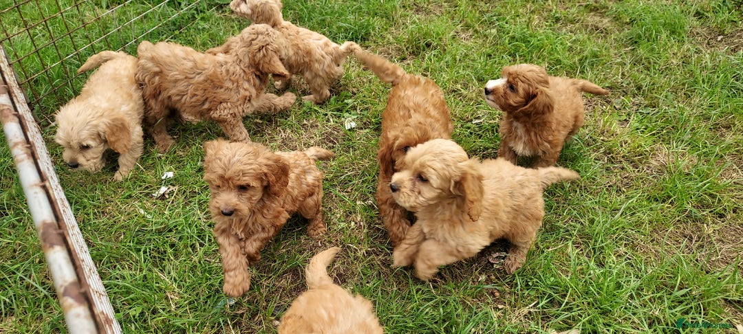 Cockapoo dogs for sale: F1 cockapoos available - Image 5