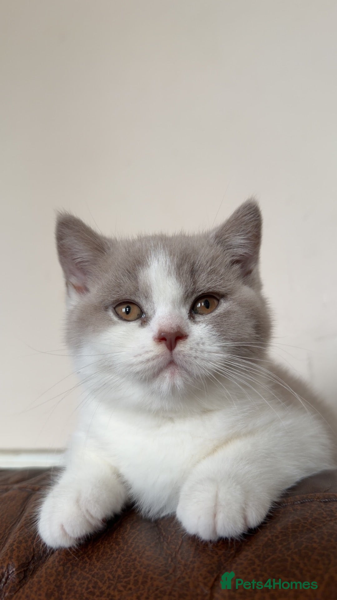 British Shorthair cats Last lilac Bicolour boy needs his new home  - Advert 3