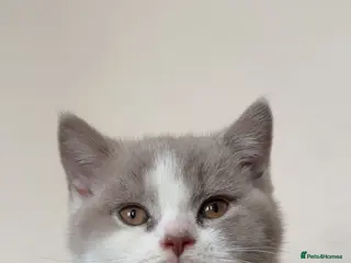 British Shorthair cats Last lilac Bicolour boy needs his new home - Advert 3