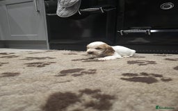 Cocker Spaniel dogs for sale: Show Cocker Spaniel  - Image 20