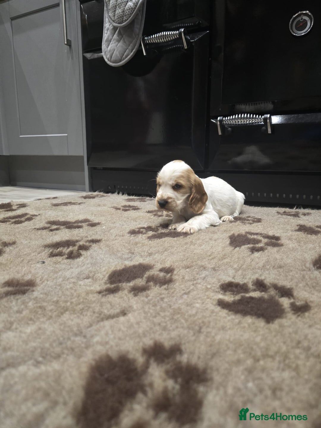 Cocker Spaniel dogs for sale: Show Cocker Spaniel  - Image 20