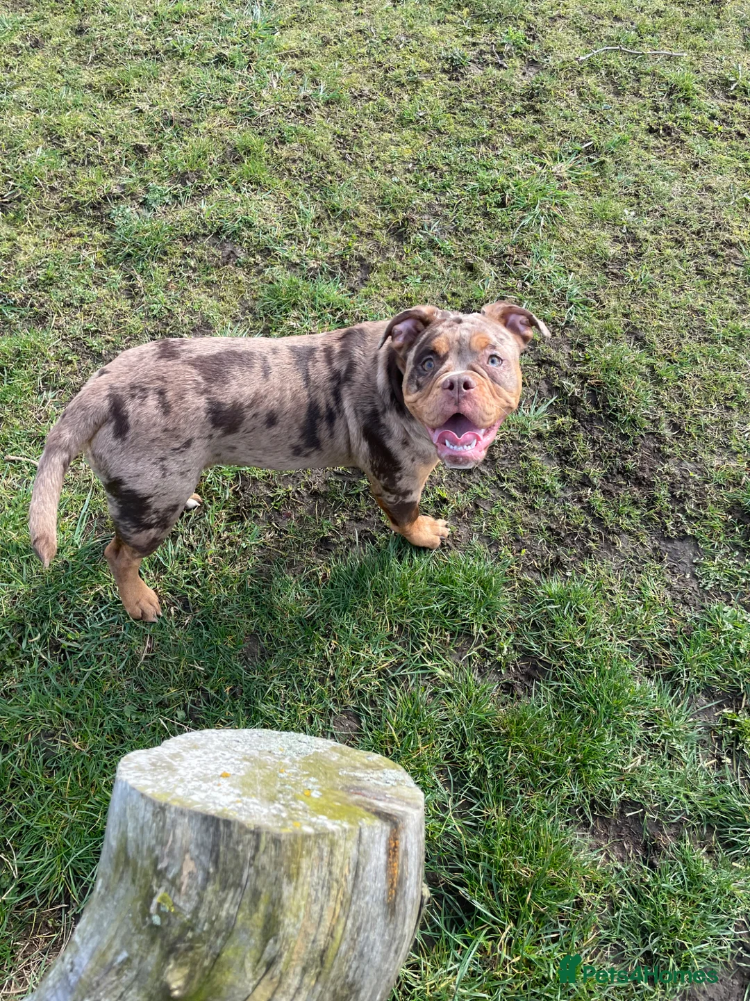 Olde English Bulldogge dogs for sale: Daisy  - Advert 1