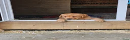Labrador Retriever dogs for stud: Fox red stud dog  - Advert 11